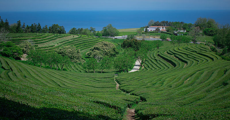 gorreana tea things to do in sao miguel azores