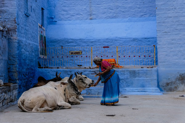 india cows