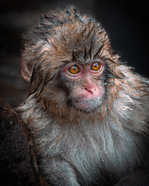 Japanese Macaque Snow Monkey Park