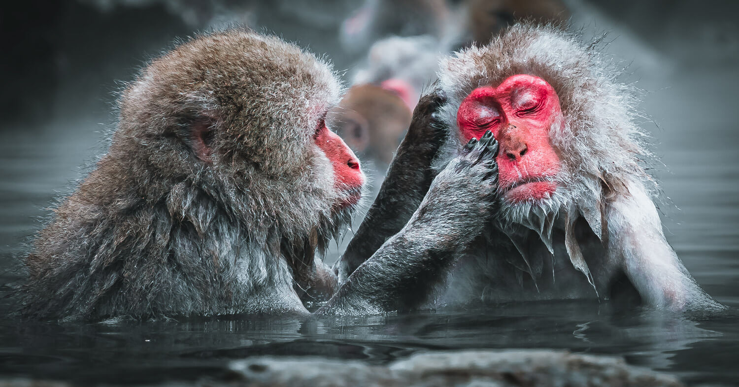 japanese snow monkeys featured image