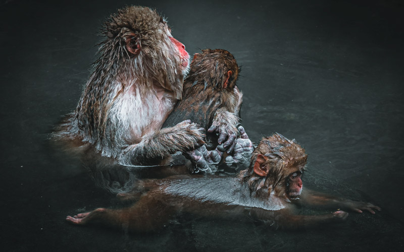 Japanese Macaques Snow Monkey Park