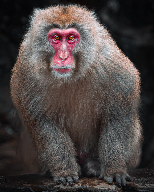 Japanese Macaque Snow Monkey Park