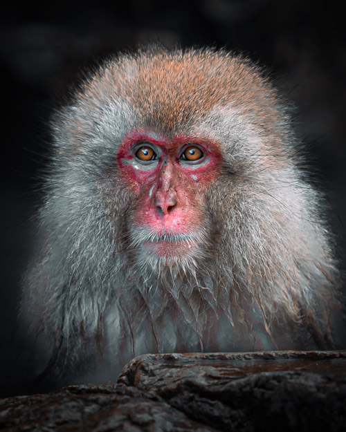 Japanese Macaque Snow Monkey Park