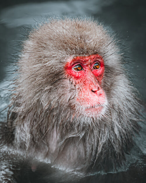 Japanese Macaque Snow Monkey Park