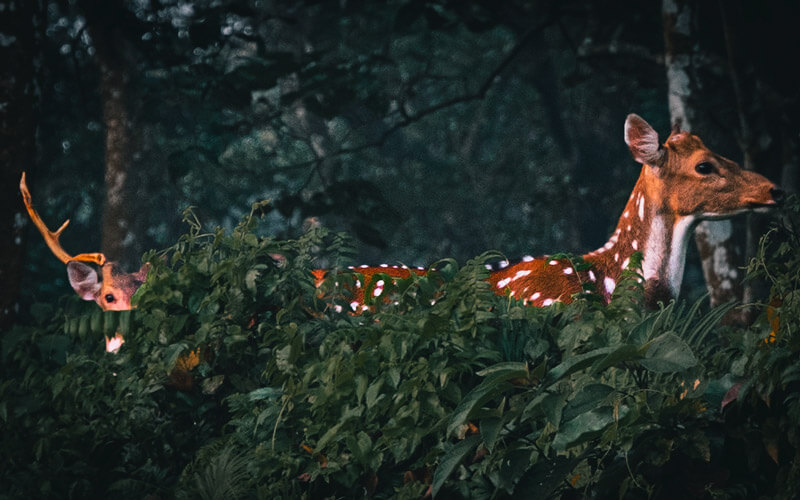 chitwan national park deer