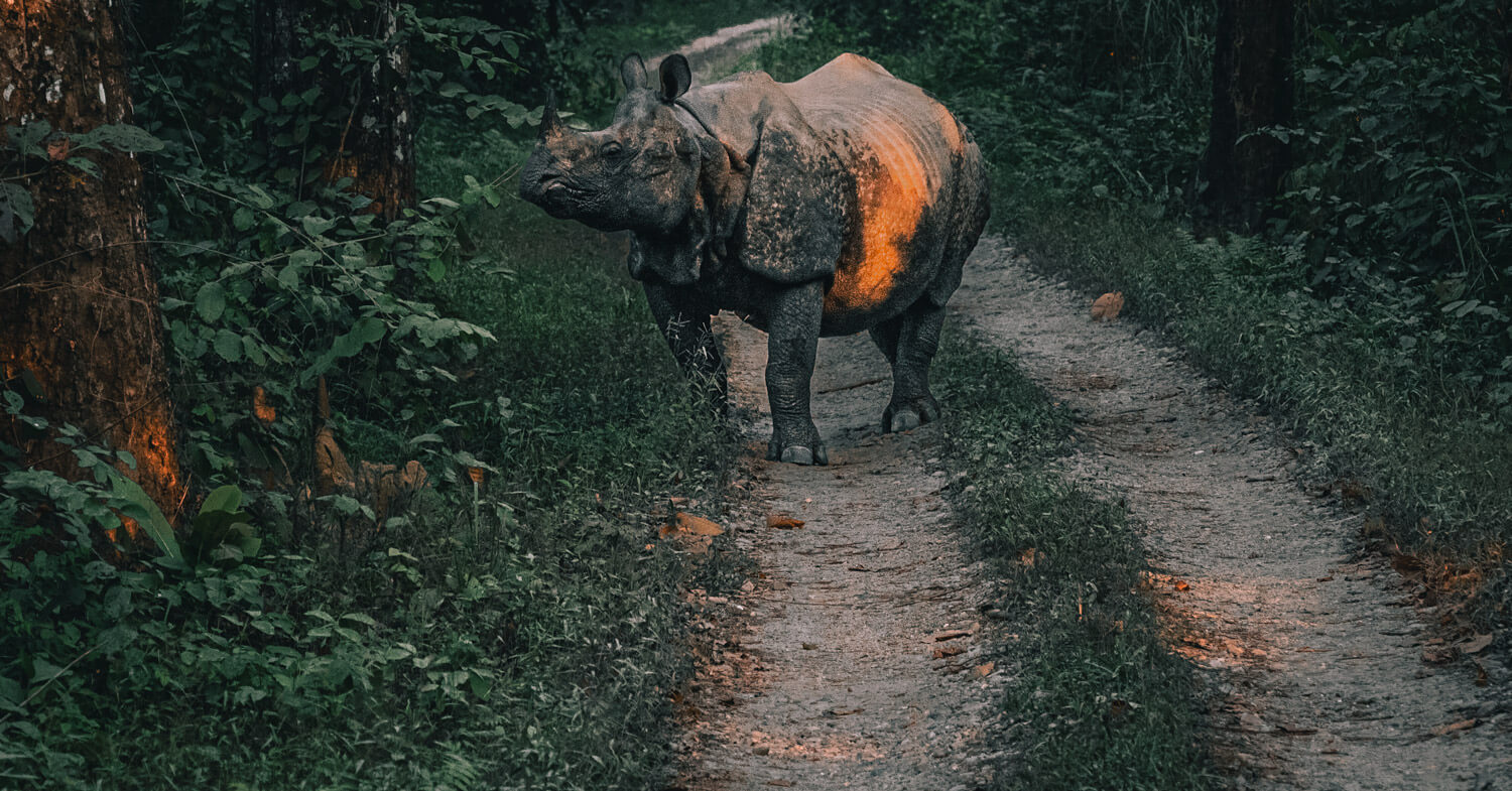 chitwan featured image