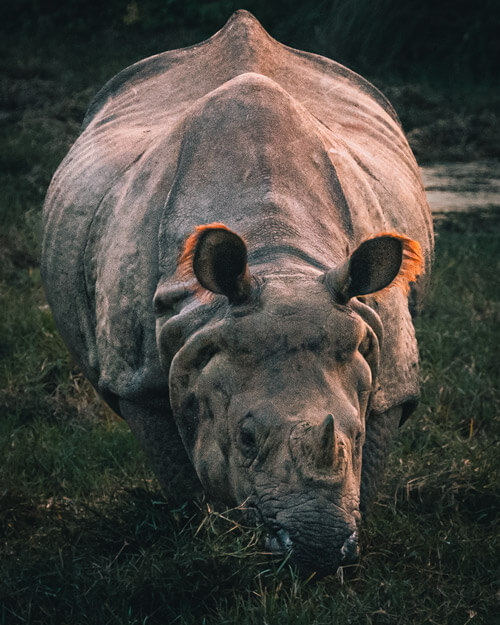 chitwan national park rhino