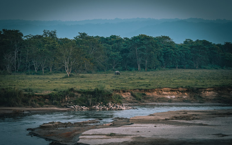 chitwan national park rhino