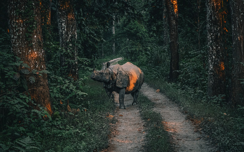 chitwan national park rhino safari