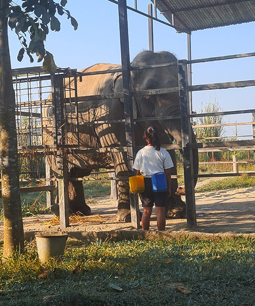 chitwan national park stand up for elephants