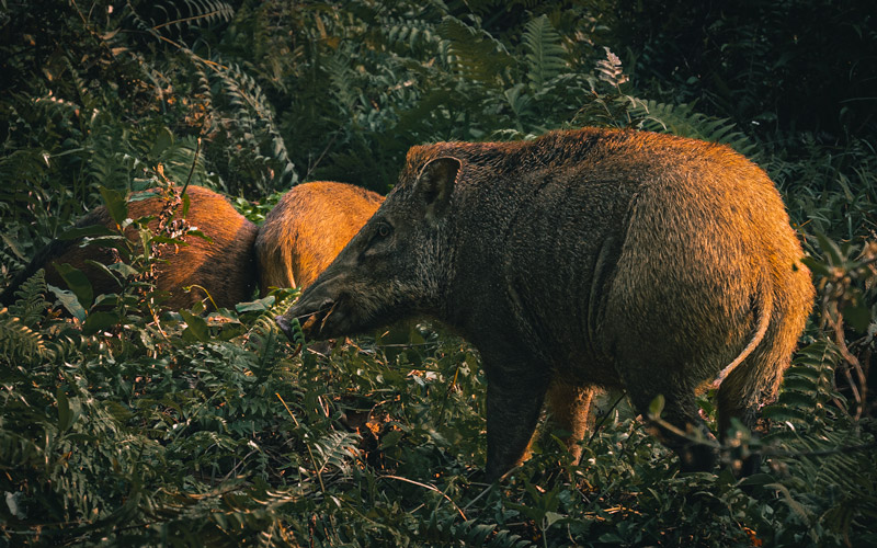 chitwan national park safari wild boar