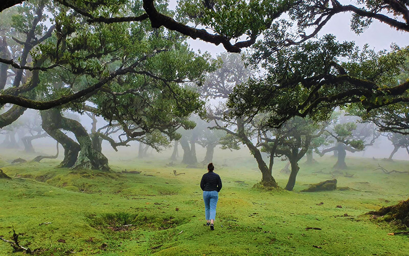 fanal forest madeira itinerary