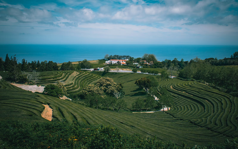 tea plantation sao miguel azores