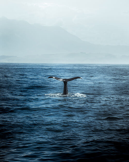 whale sao miguel azores