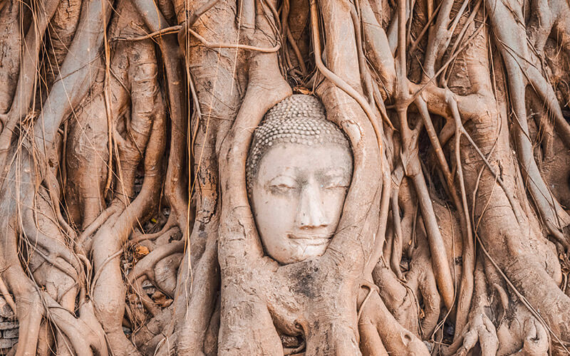 ancient buddha tree