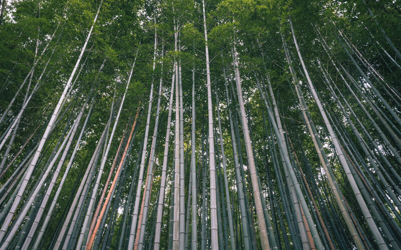 best things to do in kyoto itinerary bamboo forest