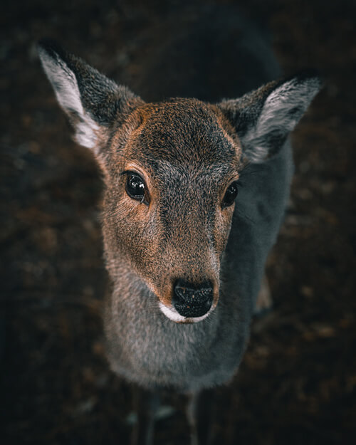 nara