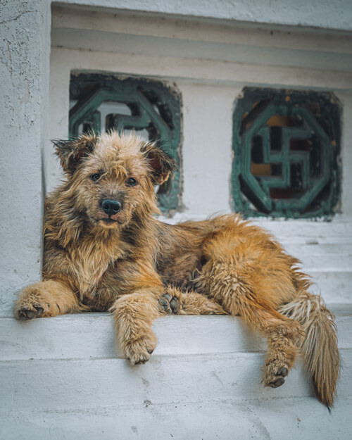 luang prabang dog